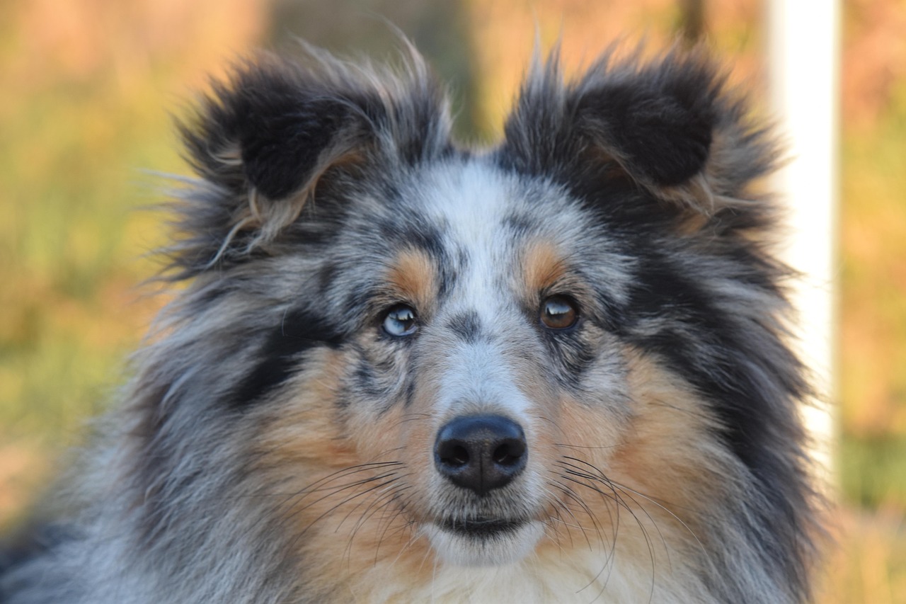 dog-6964048_1280