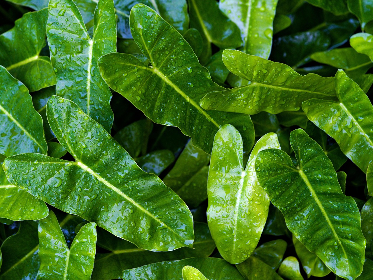 philodendron-8481175_1280
