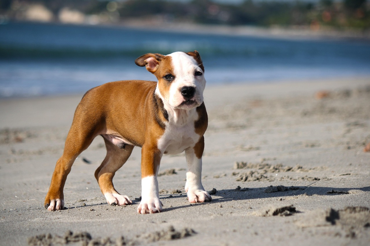 puppy-345334_1280
