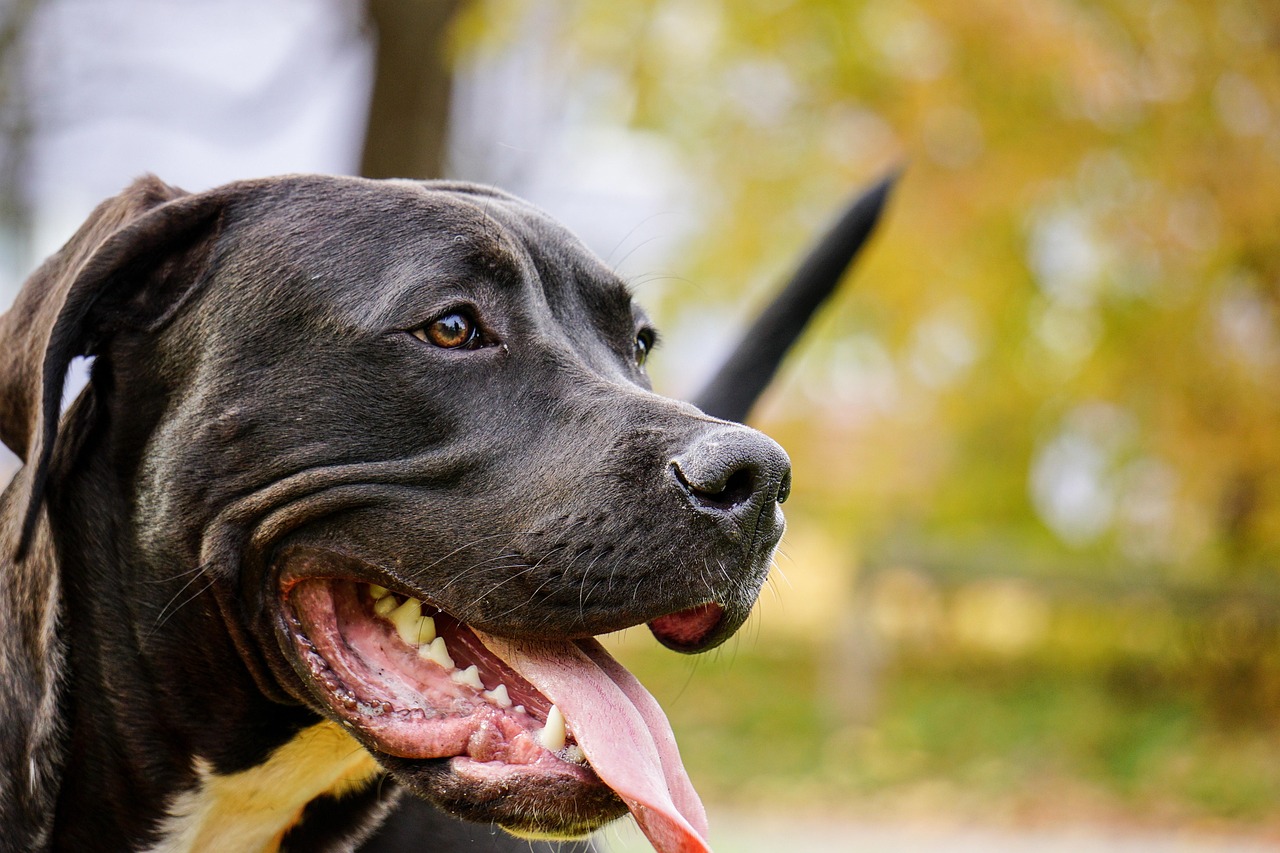 dog-2909578_1280