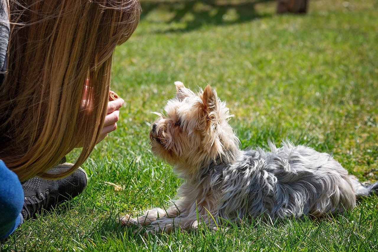 dog-5020587_1280