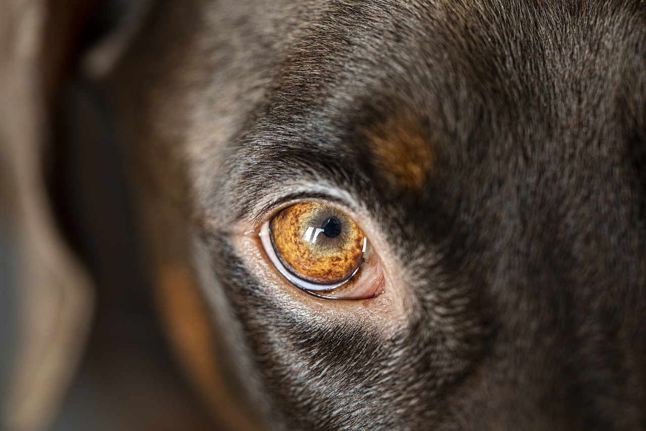 dog-5997842_1280