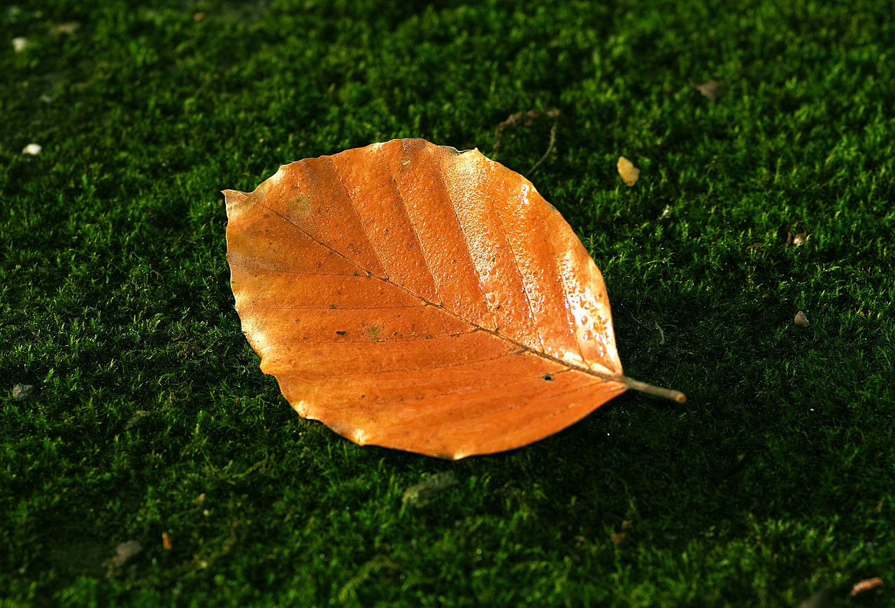 leaf-2989518_1280