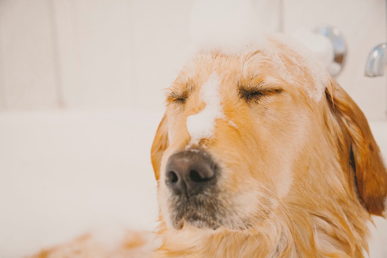 puppy-5413167_1280